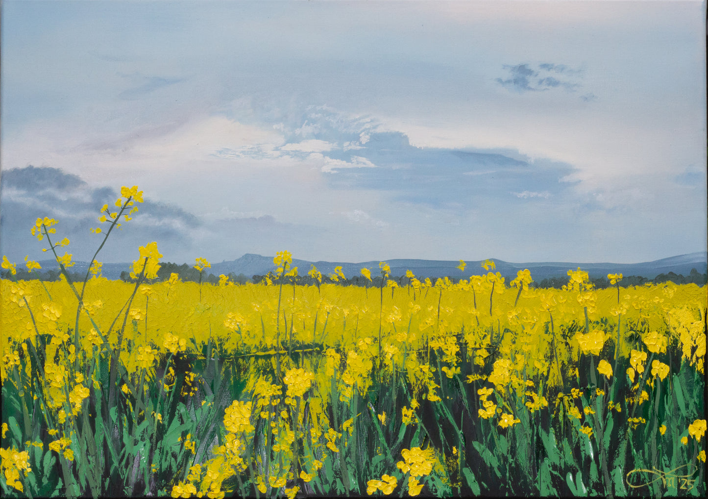 Raps am Wiehen III // Öl, 50x70cm