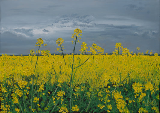 Raps am Wiehen // Öl, 50x70cm